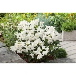 OBI Rhododendron "Cunninghams White" Weiß Höhe Ca. 20 - 30 Cm Topf Ca. 5 L -Compoten Geschaft White Caucasicum hybrid 3