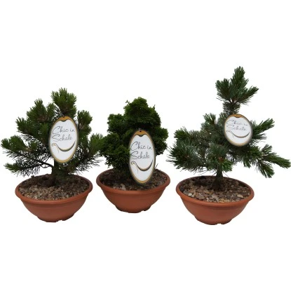 Edelgehölz "Chic In Schale" Höhe Ca. 30 - 40 Cm Topf Ca. 10 L 3 Edelgehölz "Chic In Schale" Höhe Ca. 30 - 40 Cm Topf Ca. 10 L