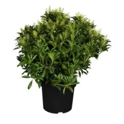 Schattenglöckchen "Passion" Rosa Höhe Ca. 30 - 40 Cm Topf Ca. 3 L Pieris