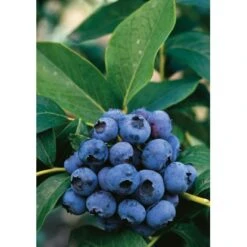 Heidelbeere "Hortiblue Petite" Höhe 40 - 60 Cm Topf-Ø 4,6 L Vaccinium -Compoten Geschaft accinium corymbosum Dixi 1