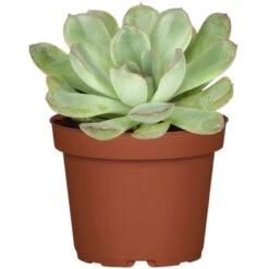 Sukkulenten-Mix "Special Collection" Topf-Ø Ca. 15 Cm -Compoten Geschaft allgestell topf ca 13 cm 2