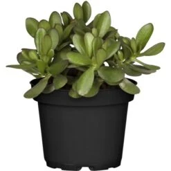 Sukkulenten-Mix "Special Collection" Topf-Ø Ca. 15 Cm