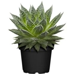 Sukkulenten-Mix "Special Collection" Topf-Ø Ca. 15 Cm -Compoten Geschaft allgestell topf ca 13 cm 4