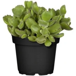 Sukkulenten-Mix "Special Collection" Topf-Ø Ca. 15 Cm -Compoten Geschaft allgestell topf ca 13 cm 5