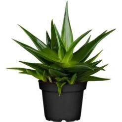 Sukkulenten-Mix "Special Collection" Topf-Ø Ca. 15 Cm -Compoten Geschaft allgestell topf ca 13 cm 6