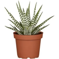 Sukkulenten-Mix "Special Collection" Topf-Ø Ca. 15 Cm -Compoten Geschaft allgestell topf ca 13 cm 7