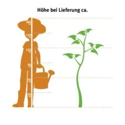 Scheinzypresse ''Glaucà' Set à 40 Stück Höhe Ca. 140 - 160 Cm Ballenware 7 Scheinzypresse ''Glaucà' Set à 40 Stück Höhe Ca. 140 - 160 Cm Ballenware -Compoten Geschaft ballenware chamaecyparis 2