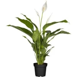Einblatt "Sweet Lauretta" Topf-Ø Ca. 21 Cm Spathiphyllum