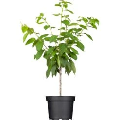 OBI Süßkirsche "Große Schwarze Knorpelkirsche" Höhe Ca.120-140 Cm Topf Ca.7 L