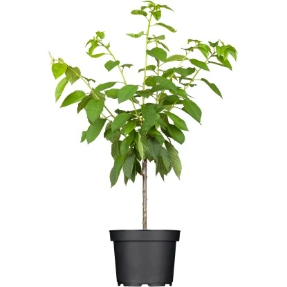 OBI Süßkirsche "Große Schwarze Knorpelkirsche" Höhe Ca.120-140 Cm Topf Ca.7 L 3 OBI Süßkirsche "Große Schwarze Knorpelkirsche" Höhe Ca.120-140 Cm Topf Ca.7 L