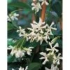 GROW By OBI Sternjasmin Höhe Ca. 90 Cm Topf Ca. 18 L Rhyncospermum Jasminoides -Compoten Geschaft chelospermum jasminoides 1