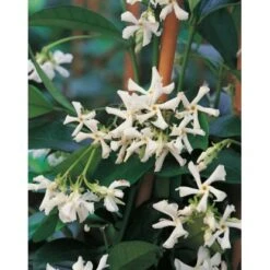 GROW By OBI Sternjasmin Höhe Ca. 90 Cm Topf Ca. 18 L Rhyncospermum Jasminoides