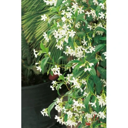 GROW By OBI Sternjasmin Höhe Ca. 90 Cm Topf Ca. 18 L Rhyncospermum Jasminoides 4 GROW By OBI Sternjasmin Höhe Ca. 90 Cm Topf Ca. 18 L Rhyncospermum Jasminoides – Bild 2