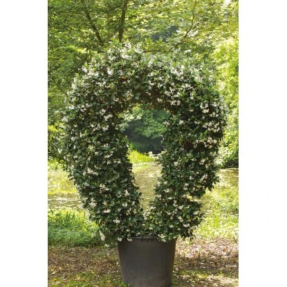 GROW By OBI Sternjasmin Höhe Ca. 90 Cm Topf Ca. 18 L Rhyncospermum Jasminoides 6 GROW By OBI Sternjasmin Höhe Ca. 90 Cm Topf Ca. 18 L Rhyncospermum Jasminoides – Bild 4