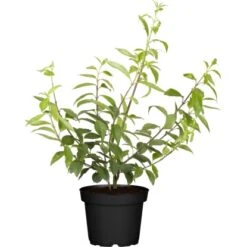 OBI Forsythie "Goldrausch" Gelb Höhe Ca. 60 - 80 Cm Topf Ca. 5 L Forsythia