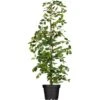 Säulenhainbuche "Lucas" Höhe Ca. 40 - 60 Cm Topf Ca. 5 L Carpinus -Compoten Geschaft cm Topf ca 5 l Carpinus 1