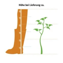 Garten-Flieder Exklusiv Lila Höhe Ca. 60 - 80 Cm Topf Ca. 7,5 L Syringa -Compoten Geschaft cm topf ca. 35 l syringa 2