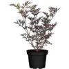 Schwarzer Holunder "Black Lace" Weiß Höhe Ca. 20 - 30 Cm Topf Ca. 3 L Sambucus -Compoten Geschaft cm topf ca. 3 l sambucus 1