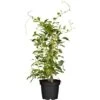 GROW By OBI Bio Kiwi "Issai" Selbstfruchtend Topf Ca. 2 L Actinidia -Compoten Geschaft cm topf ca2 l actinidia 1 1