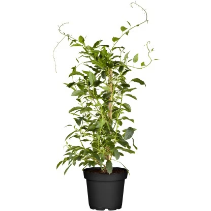GROW By OBI Bio Kiwi "Issai" Selbstfruchtend Topf Ca. 2 L Actinidia 3 GROW By OBI Bio Kiwi "Issai" Selbstfruchtend Topf Ca. 2 L Actinidia
