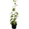 GROW By OBI Bio Kiwi "Solo" Selbstfruchtend Topf Ca. 2 L Actinidia 2 GROW By OBI Bio Kiwi "Solo" Selbstfruchtend Topf Ca. 2 L Actinidia -Compoten Geschaft cm topf ca2 l actinidia 1