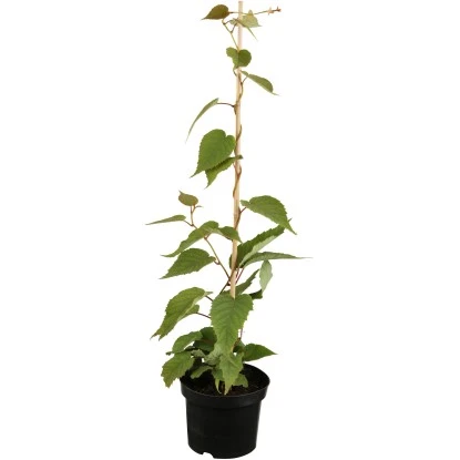 GROW By OBI Bio Kiwi "Solo" Selbstfruchtend Topf Ca. 2 L Actinidia 3 GROW By OBI Bio Kiwi "Solo" Selbstfruchtend Topf Ca. 2 L Actinidia