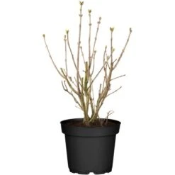 OBI Edelflieder "Lavender Lady" Lila Höhe Ca. 50 - 60 Cm Topf Ca. 3,5 L Syringa