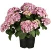 Bauernhortensie Rosa Höhe Ca. 40 - 50 Cm Topf Ca. 5 L Hydrangea -Compoten Geschaft cm topf ca5 l hydrangea 1
