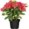 Bauernhortensie Rot Höhe Ca. 40 - 50 Cm Topf Ca. 5 L Hydrangea -Compoten Geschaft cm topf ca5 l hydrangea 1 2