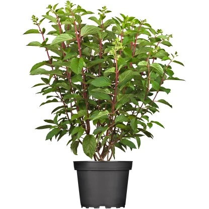 Rispenhortensie "Pinky Winky"Höhe Ca. 60 - 80 Cm Topf Ca. 10 L Hydrangea 3 Rispenhortensie "Pinky Winky"Höhe Ca. 60 - 80 Cm Topf Ca. 10 L Hydrangea