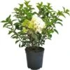 Rispenhortensie "Phantom" Weiß Höhe Ca. 60 - 80 Cm Topf Ca. 10 L Hydrangea -Compoten Geschaft cm topf ca 10 l hydrangea 3