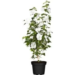 OBI Roseneibisch Weiß Höhe Ca. 30 - 40 Cm Topf Ca. 3 L Hibiscus