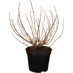 OBI Weigelie "Minor Black" Rosa Höhe 30 - 40 Cm Topf Ca. 3 L Weigelia