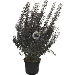 Blasen-Spiere "Little Joker" Weiß Höhe Ca. 30 - 40 Cm Topf Ca. 5 L Physocarpus