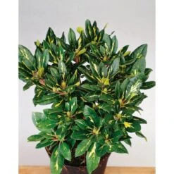 OBI Rhododendron "Goldflimmer" Rosa Höhe 30 - 40 Cm Topf Ca. 5 L -Compoten Geschaft dendron Goldflimmer Pont 3