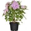 Ballhortensie "Magical Coral" Blau Höhe Ca. 30 - 40 Cm Topf Ca. 5 L Hydrangea -Compoten Geschaft drangea magical coral blau