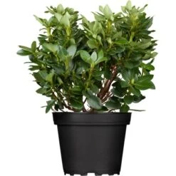 OBI Rhododendron "Goldkrone" Gelb Höhe Ca. 20 - 30 Cm Topf Ca. 4 L Rhododendron 8 OBI Rhododendron "Goldkrone" Gelb Höhe Ca. 20 - 30 Cm Topf Ca. 4 L Rhododendron -Compoten Geschaft e 1020cm 4l rhododendron 1