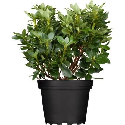 OBI Rhododendron "Goldkrone" Gelb Höhe Ca. 20 - 30 Cm Topf Ca. 4 L Rhododendron 5 OBI Rhododendron "Goldkrone" Gelb Höhe Ca. 20 - 30 Cm Topf Ca. 4 L Rhododendron – Bild 3