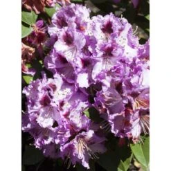 OBI Rhododendron-Hybride "Pfauenauge" Lila Höhe Ca. 20 - 30 Cm Topf Ca. 4 L -Compoten Geschaft e 2030cm 4l rhododendron 1 1