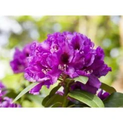 OBI Rhododendron-Hybride "Rasputin" Violett Höhe Ca. 20 - 30 Cm Topf Ca. 5 L 10 OBI Rhododendron-Hybride "Rasputin" Violett Höhe Ca. 20 - 30 Cm Topf Ca. 5 L -Compoten Geschaft e 2030cm 5l rhododendron 1 1