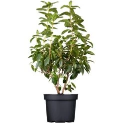 Vorfrühlings-Rhododendron "Praecox" Lila Höhe Ca. 30 - 40 Cm Topf Ca. 4 L -Compoten Geschaft e ca 30 40 cm topf ca 4 l