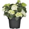 Bauernhortensie Topf Ca. 15 L Hydrangea 1 Bauernhortensie Topf Ca. 15 L Hydrangea -Compoten Geschaft e topf ca 15 l hydrangea 1