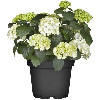 Bauernhortensie Topf Ca. 15 L Hydrangea 3 Bauernhortensie Topf Ca. 15 L Hydrangea