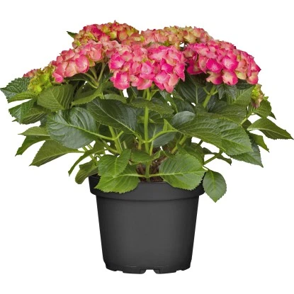 Bauernhortensie Topf Ca. 15 L Hydrangea 4 Bauernhortensie Topf Ca. 15 L Hydrangea – Bild 2