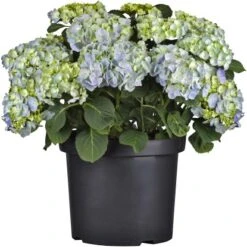 Bauernhortensie Topf Ca. 15 L Hydrangea 7 Bauernhortensie Topf Ca. 15 L Hydrangea -Compoten Geschaft e topf ca 15 l hydrangea 3