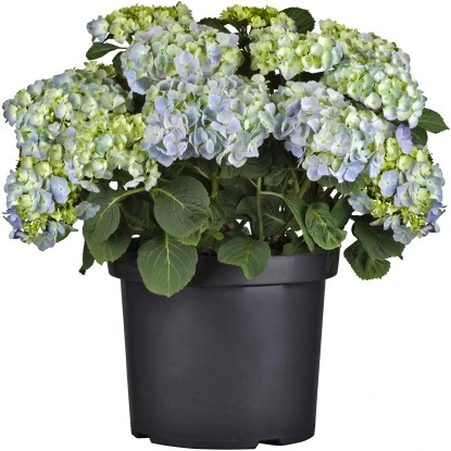 Bauernhortensie Topf Ca. 15 L Hydrangea 5 Bauernhortensie Topf Ca. 15 L Hydrangea – Bild 3