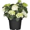 Bauernhortensie Topf Ca. 7,5 L Hydrangea -Compoten Geschaft e topf ca 75 l hydrangea 1