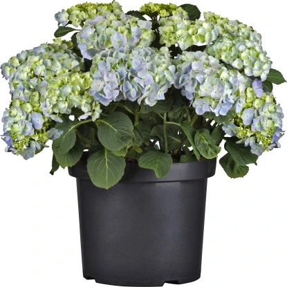 Bauernhortensie Topf Ca. 7,5 L Hydrangea 5 Bauernhortensie Topf Ca. 7,5 L Hydrangea – Bild 3