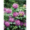 OBI Rhododendron "Roseum Elegans" Rosa Höhe Ca. 30-40 Cm Topf Ca.5l Rhododendron -Compoten Geschaft egans Catawbiense hybrid 1