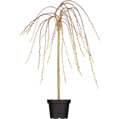 OBI Hängende Kätzchenweide "Pendula" Gelb Höhe Ca.100-120 Cm Topf Ca.7,5 L Salix 3 OBI Hängende Kätzchenweide "Pendula" Gelb Höhe Ca.100-120 Cm Topf Ca.7,5 L Salix